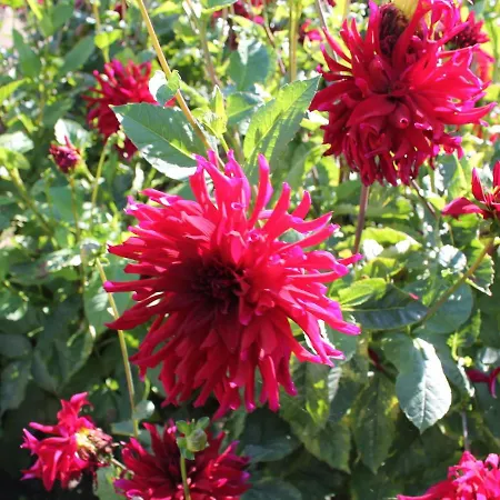 Lejlighed Moderne In Im Gruenen