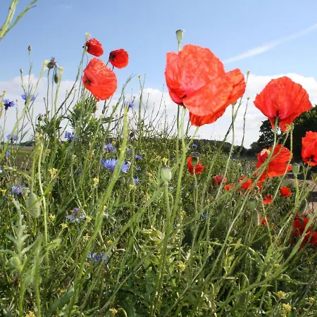 Lejlighed Moderne In Im Gruenen *