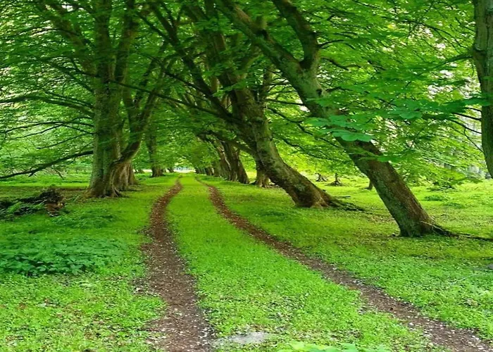 Moderne In Im Gruenen Ostseebad Kühlungsborn